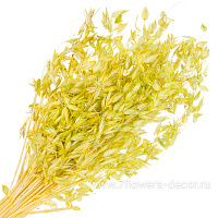 Сухоцветы "Овес", H60 см, набор 40 гр - фото 1