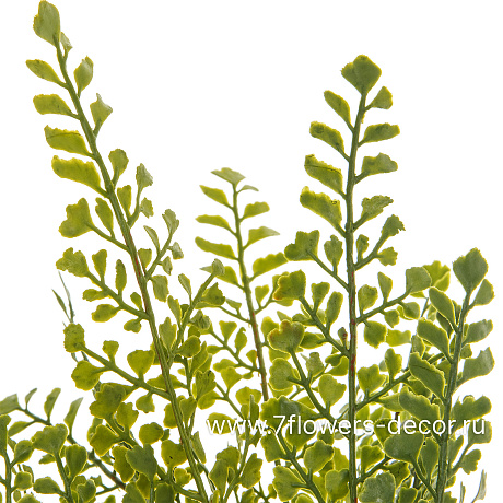 Растение искусственное Папоротник Адиантум, H43 см - фото 2